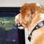 Should Your Dog Be Watching TV? | It's Show Prep for Radio | Scoop.it