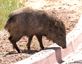 AZGFD says feeding wildlife is selfish, harmful - Today's News-Herald | wildlife news and stories | Scoop.it