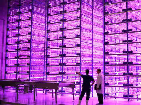 Vertical 'Pinkhouses:' The Future Of Urban Farming? | NPR | @The Convergence of ICT & Distributed Renewable Energy | Scoop.it