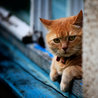 Feline Health and News - manhattancats.com