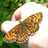 Wildlife News