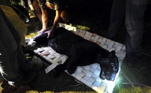 Brésil: sauver un jaguar sauvage dans la savane | Agir pour la biodiversité !