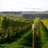 In The Vineyard