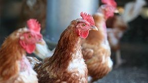 Why chooks should be mandatory in Australian suburbs | Arrival Cities | Scoop.it