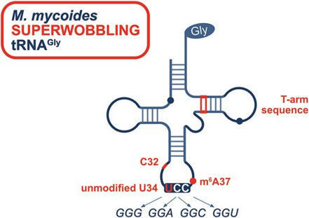 Contribution Of Trna Sequence And Modifications