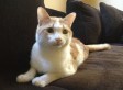Injured Iranian Cat, Maloos, Finds Home In Napa, California, After Cross ... - Huffington Post | Animal Rescue Web Digest | Scoop.it