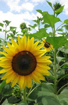 Permaculture Design Course | Transition Culture | Scoop.it