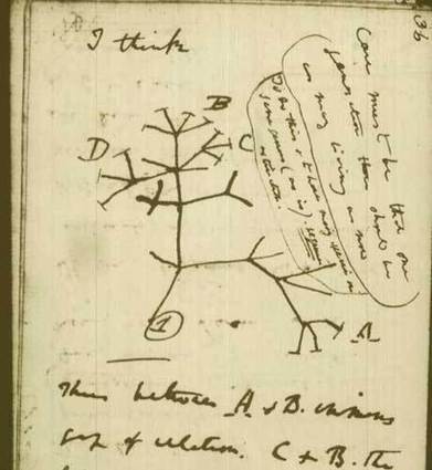 Evolution: Charles Darwin was wrong about the tree of life | Interesting science | Scoop.it