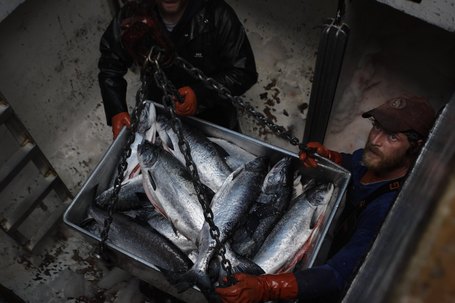 Go Fish (Somewhere Else): Warming Oceans Are Altering Catches : NPR | adapting to climate change | Scoop.it