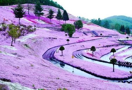 The Breathtaking Flower Hill of Hokkaido | Share Some Love Today | Scoop.it