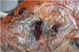 Gulf seafood deformities alarm scientists | Science -Facts and Fiction | Scoop.it