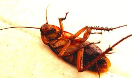 Exposed: Secret Presidential Chemtrail Budget Uncovered &ndash; Congress Exceeds Billions To Spray Populace Like Roaches &laquo; | MN News Hound | Scoop.it