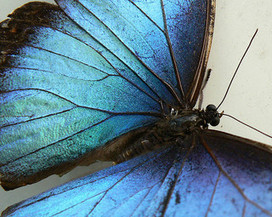 Geomimicry vs Biomimicry | Biomimicry Education Network | biomimicry as design strategy | Scoop.it
