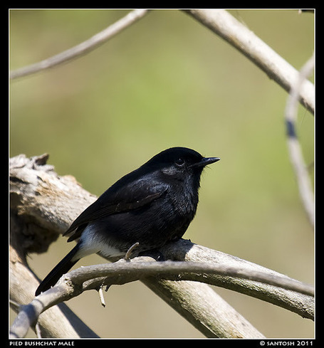Bird watching at Shivanahalli | The Indian Traveler | Scoop.it