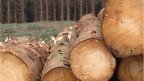 Timber harvesting at record high | Business Scotland | Scoop.it