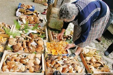Dordogne : les c&egrave;pes peuvent aider le P&eacute;rigord | Getting Married in South West France | Scoop.it