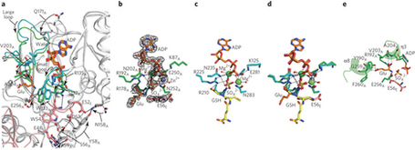Lysine and arginine biosyntheses mediated by a common carrier protein in Sulfolobus | The Archaea | Scoop.it