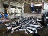 New Shark-Fin Pictures Reveal Ocean "Strip Mining" | Our Changing Planet: Environmental Issues and Conservation | Scoop.it