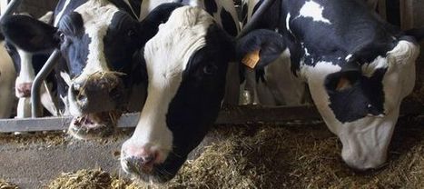 ALLEMAGNE: Des vaches font exploser leur étable en pétant | Nature to Share | Scoop.it