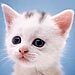 Vet brands cat suicides 'a load of s**t' | Radio On-Air Content | Scoop.it