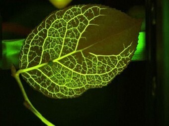 Leaf Veins Inspire New Model for Water and Electricity Distribution Networks | Biomimicry | Scoop.it