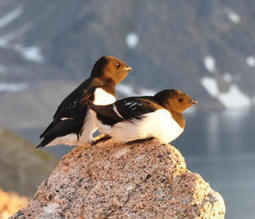Arctic Seabirds Adapt to Climate Change | adapting to climate change | Scoop.it