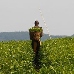 LAND GRABBING AND THE GREAT FOOD ROBBERY  --- Foreign Investors Buy Up Vast Amounts Of&nbsp;Third World Farmland - A New Corporate Colonialism | The Wild Planet | Scoop.it