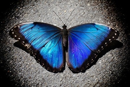 Des papillons bleus poss&egrave;dent des oreilles sur leurs ailes. | GuruMeditation | EntomoNews | Scoop.it