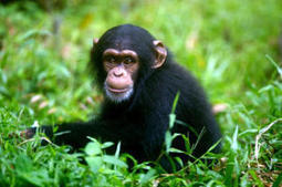 'Junk DNA' defines differences between humans and chimps | PersonalSystemsBiology | Scoop.it