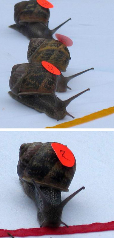 10 Bizarre Animal Sports | Strange days indeed... | Scoop.it