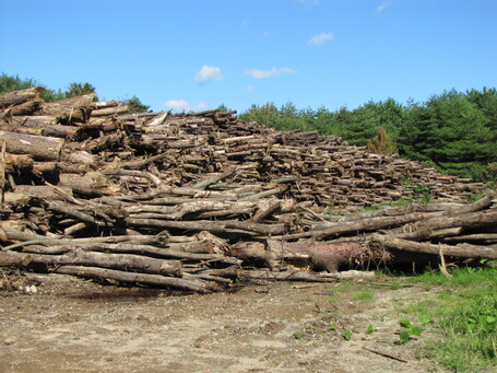 Shiitake Grown Indoors in Soma Found to Contain Cesium Contamination Over Limits - Suspected Source Is Wood Chips Sold From Agricultural Cooperative | Fukushima Daiichi Nuclear News | Scoop.it