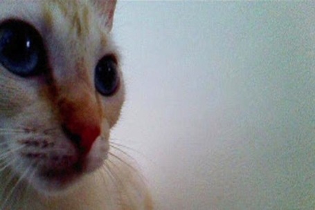 Photo-Sharing App Lets Cats Take Their Own Selfies - PSFK | Interesting Apps | Scoop.it