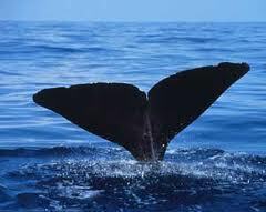 Japan to catch 260 whales in research whaling in northwest Pacific | Earth Island Institute Philippines | Scoop.it