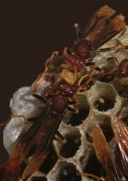 A bug&rsquo;s life: Seirian Sumner discusses the genetics behind the evolution of sociality in wasps | DNAresearch | Scoop.it