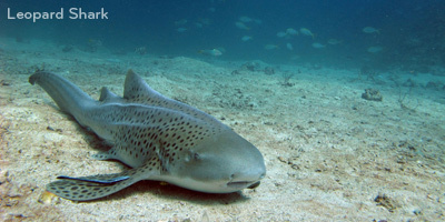 Scuba Diving in Thailand - Scuba Dive with Whale Sharks | Diving Destinations | Scoop.it