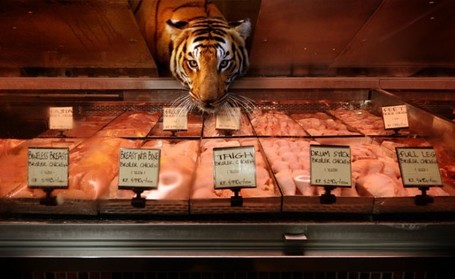 Wild Animals Inside Supermarkets | Design Ideas | Scoop.it