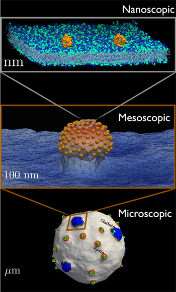 Penn researchers improve nano drug delivery design | Penn Current | Technoscience and the Future | Scoop.it