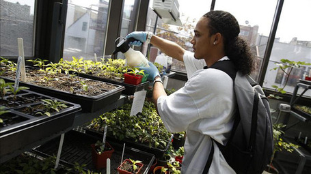 Urban Farming Improves Nutrition in Chicago Neighborhood | Vertical Farm - Food Factory | Scoop.it