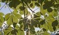 UK scientists bid to mimic plant energy creation | Genetics | Scoop.it