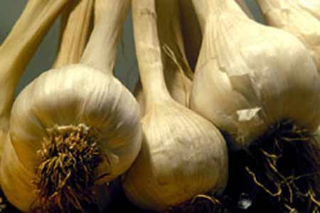 'Proper risk assessment a must for adopting safe biotech' - USA Refuses to Sign Cartegna Protocol | YOUR FOOD, YOUR HEALTH: Latest on BiotechFood, GMOs, Pesticides, Chemicals, CAFOs, Industrial Food | Scoop.it