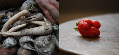 Culinary Misfits: Cutting down on food waste by using imperfect fruit and vegetables | The Future of Waste | Scoop.it
