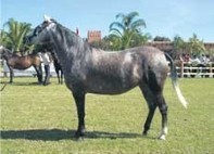 Le cheval Barbe porte drapeau à El Jadida - Leconomiste.com | Salon du Cheval | Scoop.it