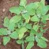 Plant Gene Seeker -PGS