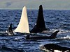 AUSTRALIA: Killer whales spotted off Scarborough Beach | #Orca #Avenger Loki Mars | Scoop.it