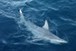 First-ever hybrid shark discovered off Australia | Climate Change and Data Rescue | Scoop.it