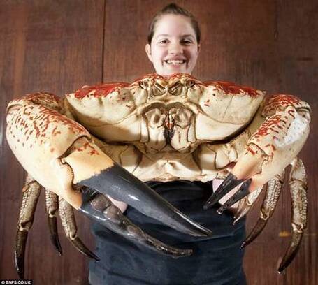 Ritemail: The world's Largest Crab | The Biggest in the World | Scoop.it
