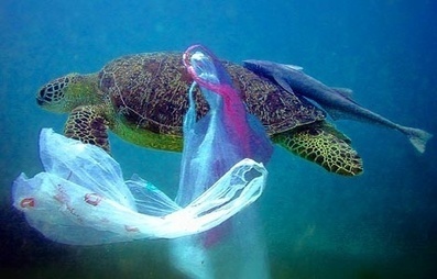 Ocean Plastic&rsquo;s Impact on Sea Life, Your Seafood and Wild Sea Turtles | rhinos | Scoop.it