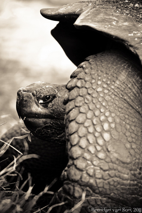 The Galapagos Islands in Black and White | The World is my Jungle Gym | New Era Galapagos Foundation | Scoop.it