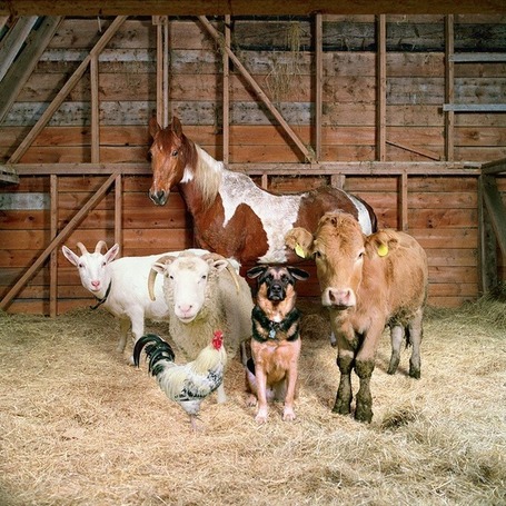 Fantastic Portraits of Farm Animals | Vers les hauteurs | Scoop.it
