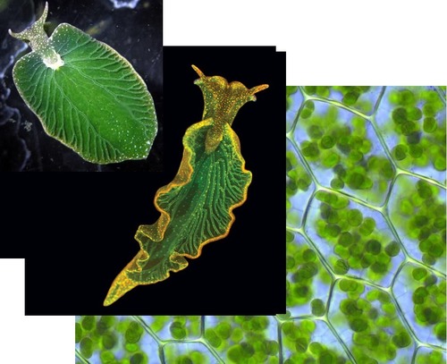 Elysia chlorotica, a solar-powered sea slug is an energy-efficient gene thief